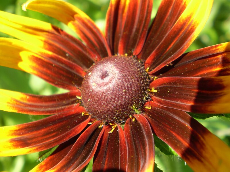 close-up of a black-eyed susan flower