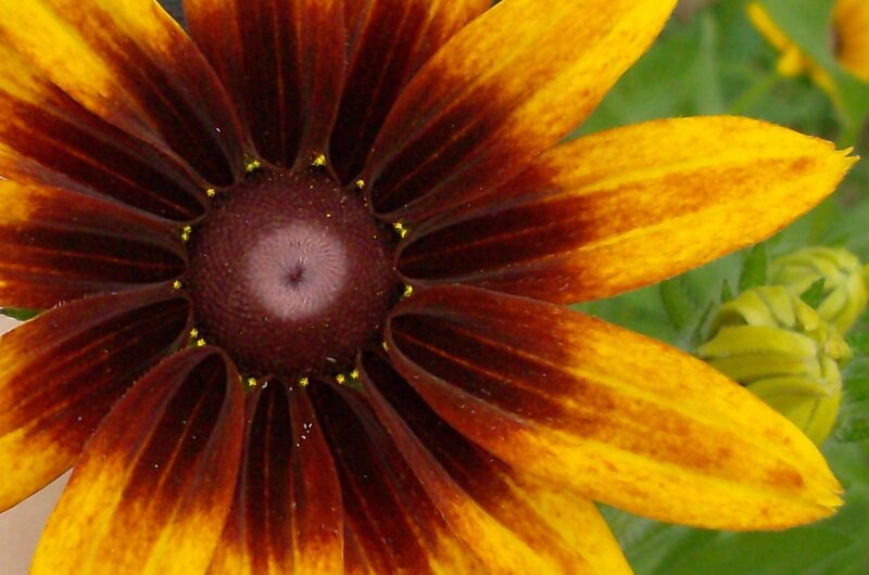 close-up of a black-eyed susan flower