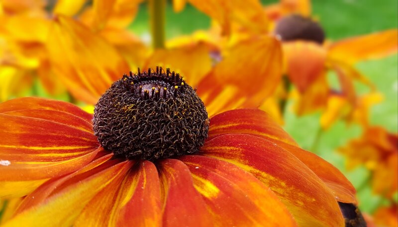 Close-up of a black-eyed Susan flower