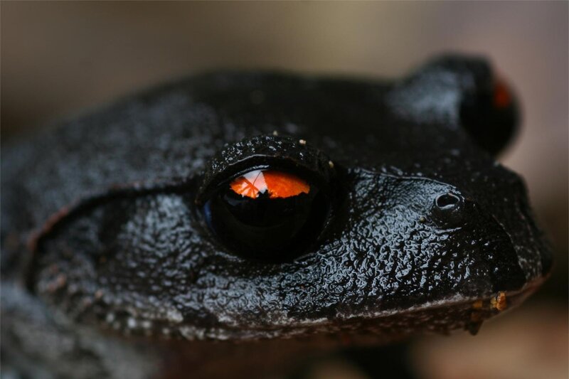close-up of a black frog