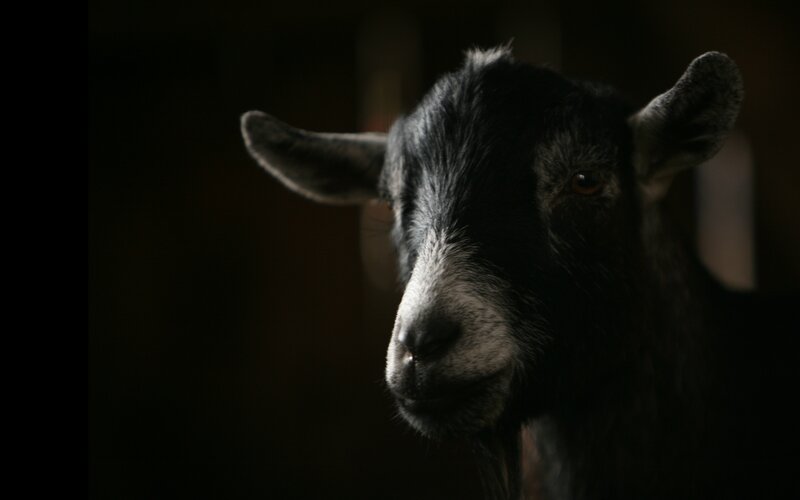 close-up of a black goat
