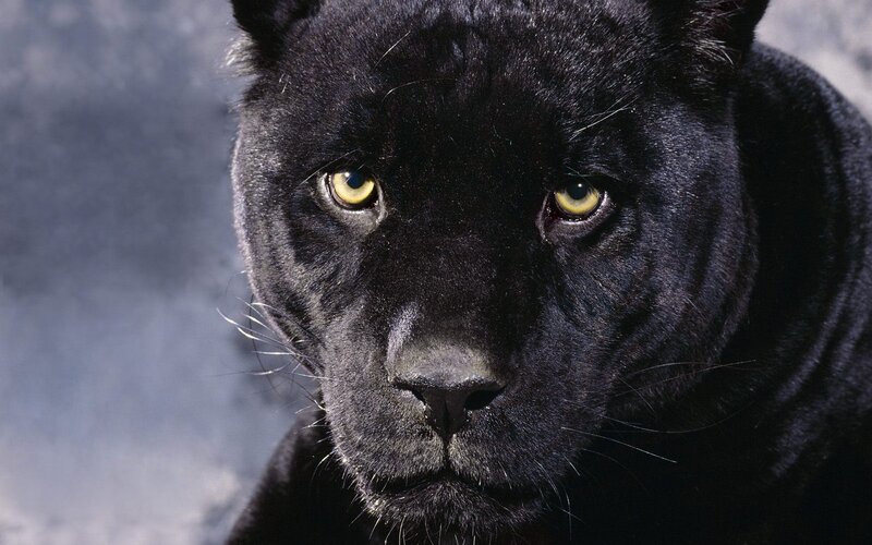 Close-up of a black panther