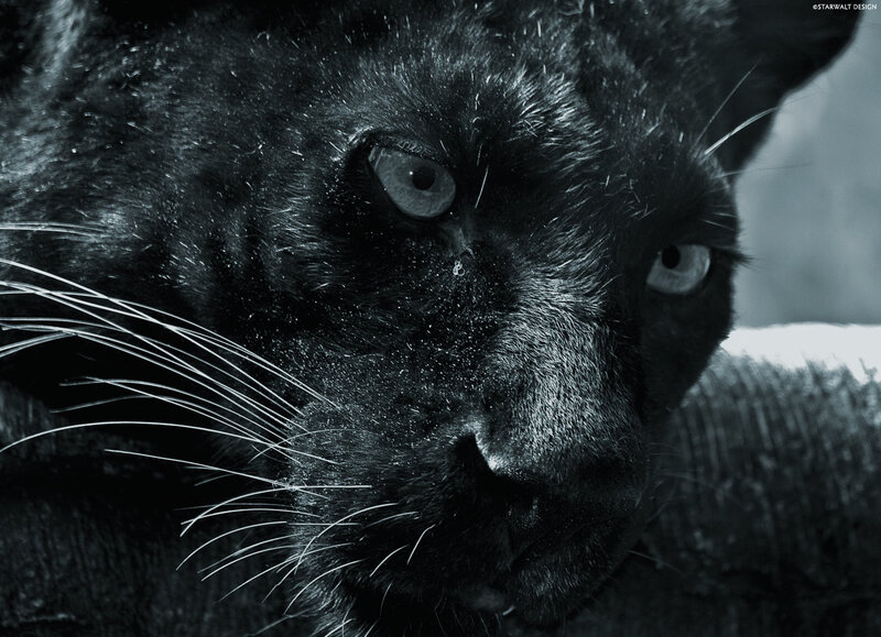 Close-up of a black panther
