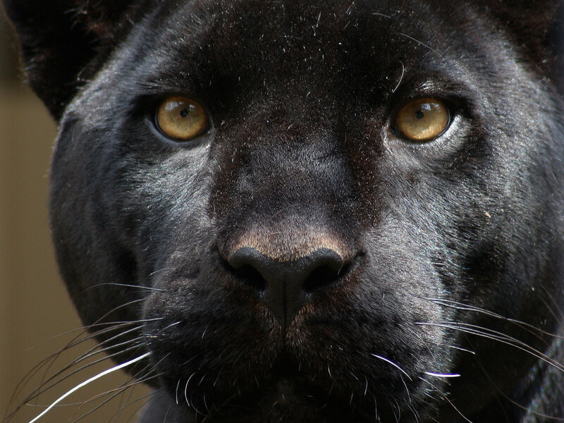 close-up of a black panther