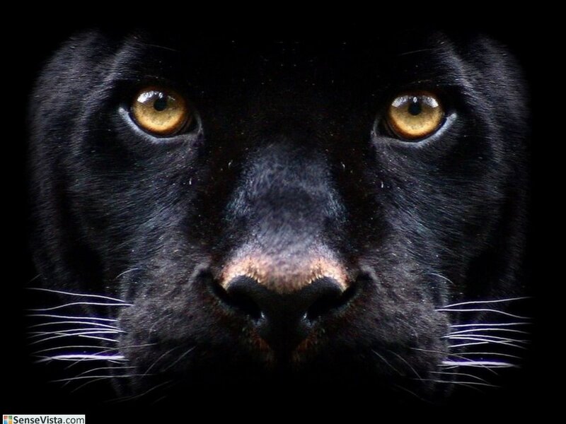 Close-up of a black panther