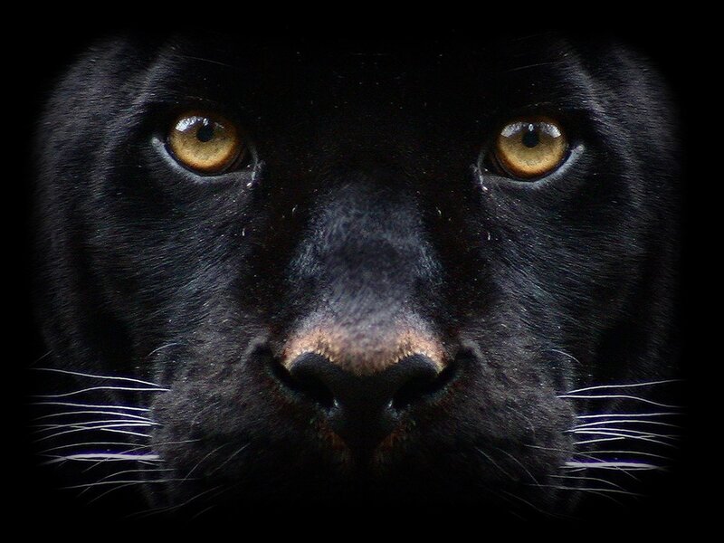 close-up of a black panther