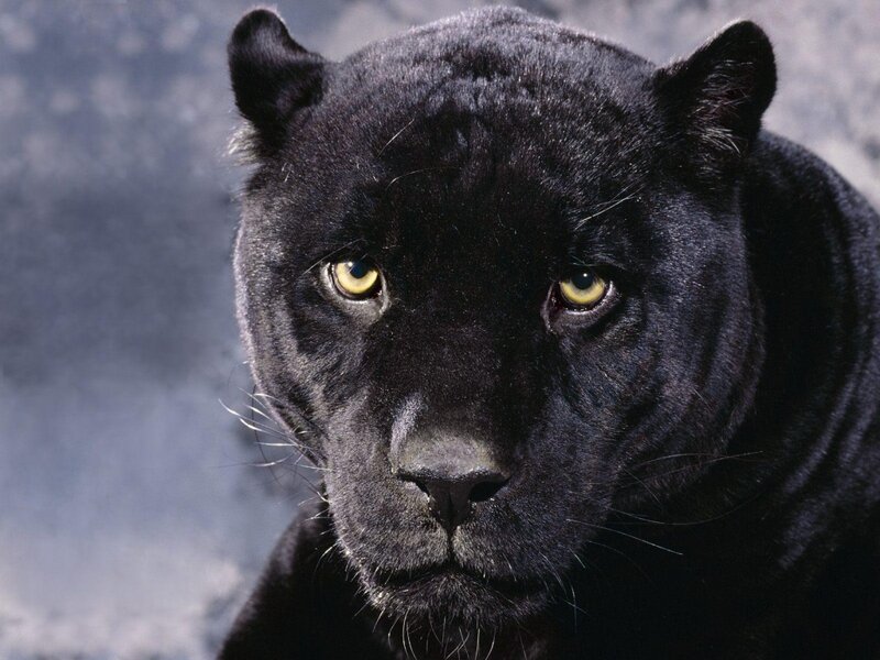 close-up of a black panther