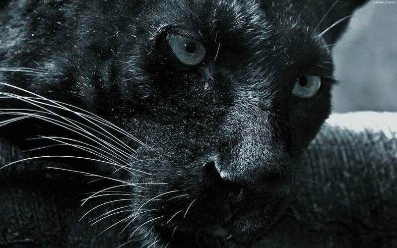 close-up of a black panther