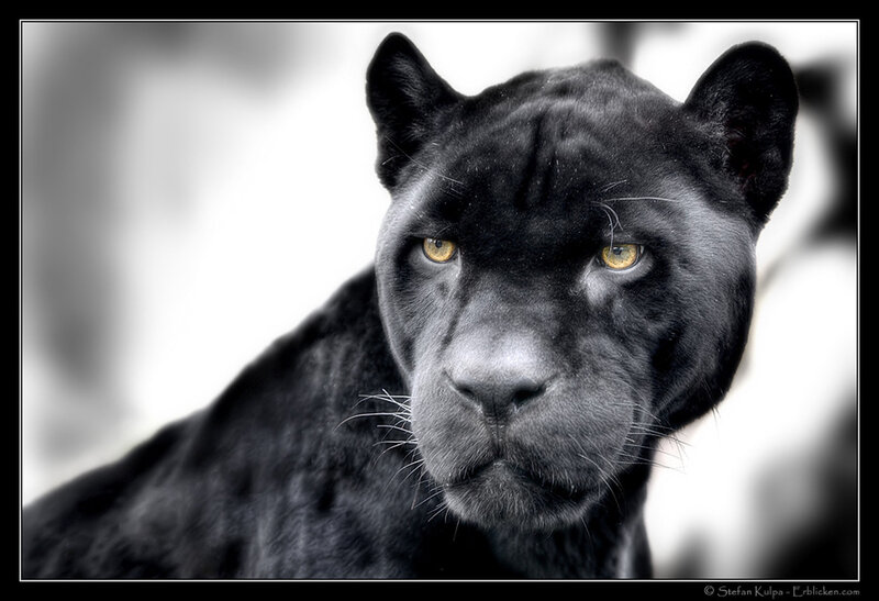 Close-up of a black panther