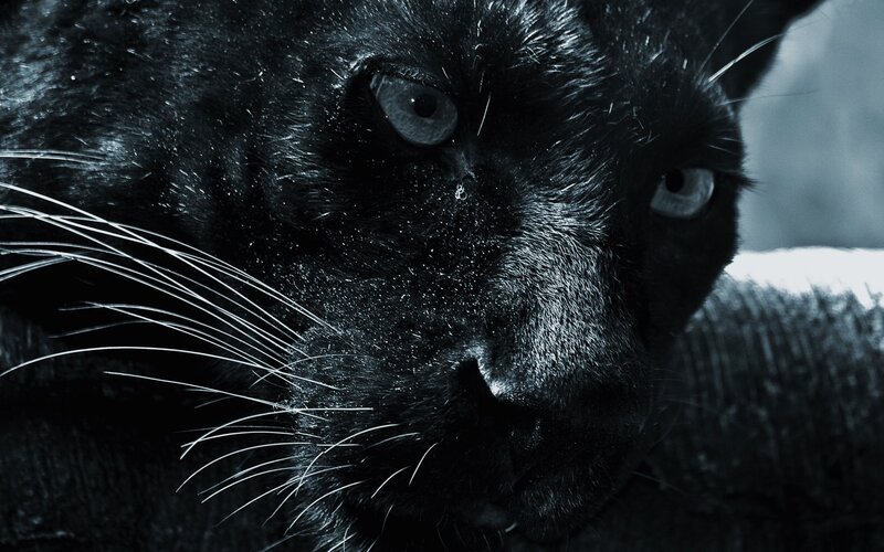 close-up of a black panther