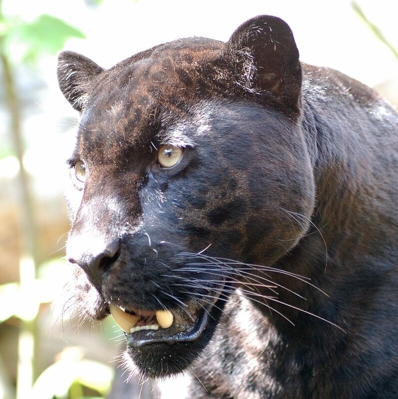 close-up of a black panther