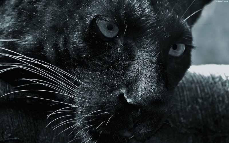 Close-up of a black panther