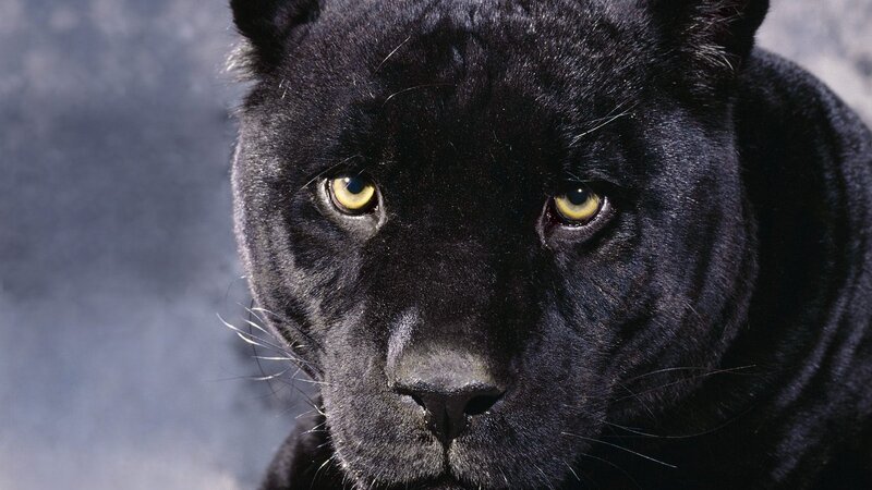 Close-up of a black panther