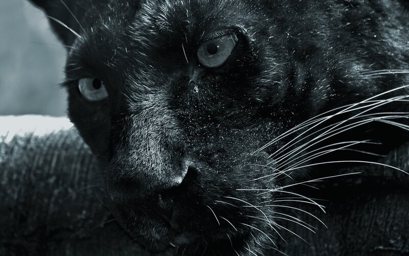 close-up of a black panther