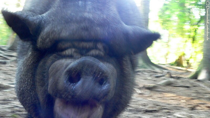 close-up of a black pig
