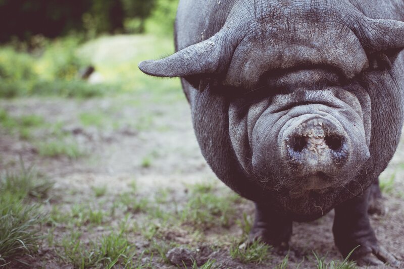 close-up of a black pig