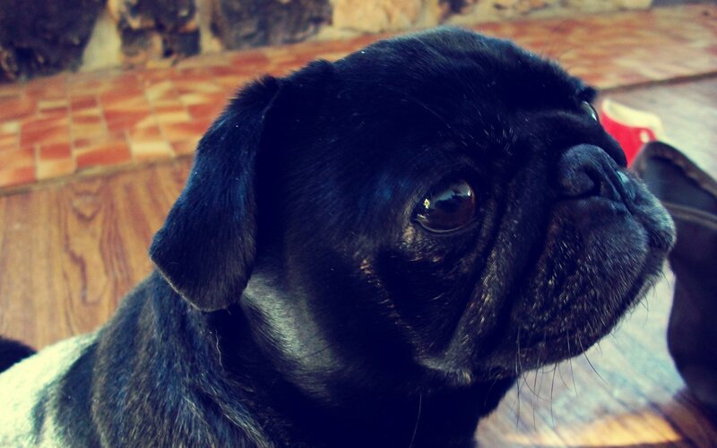 close-up of a black pug