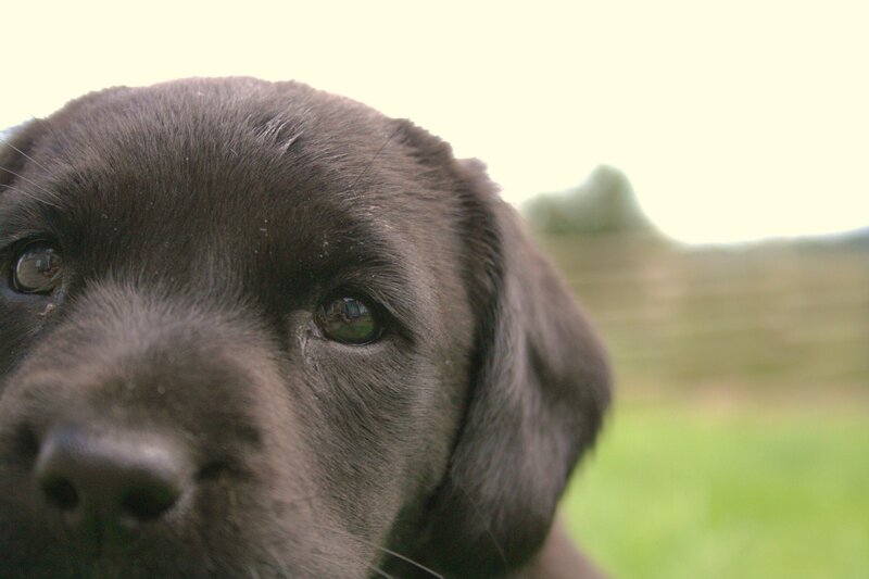 close-up of a black puppy