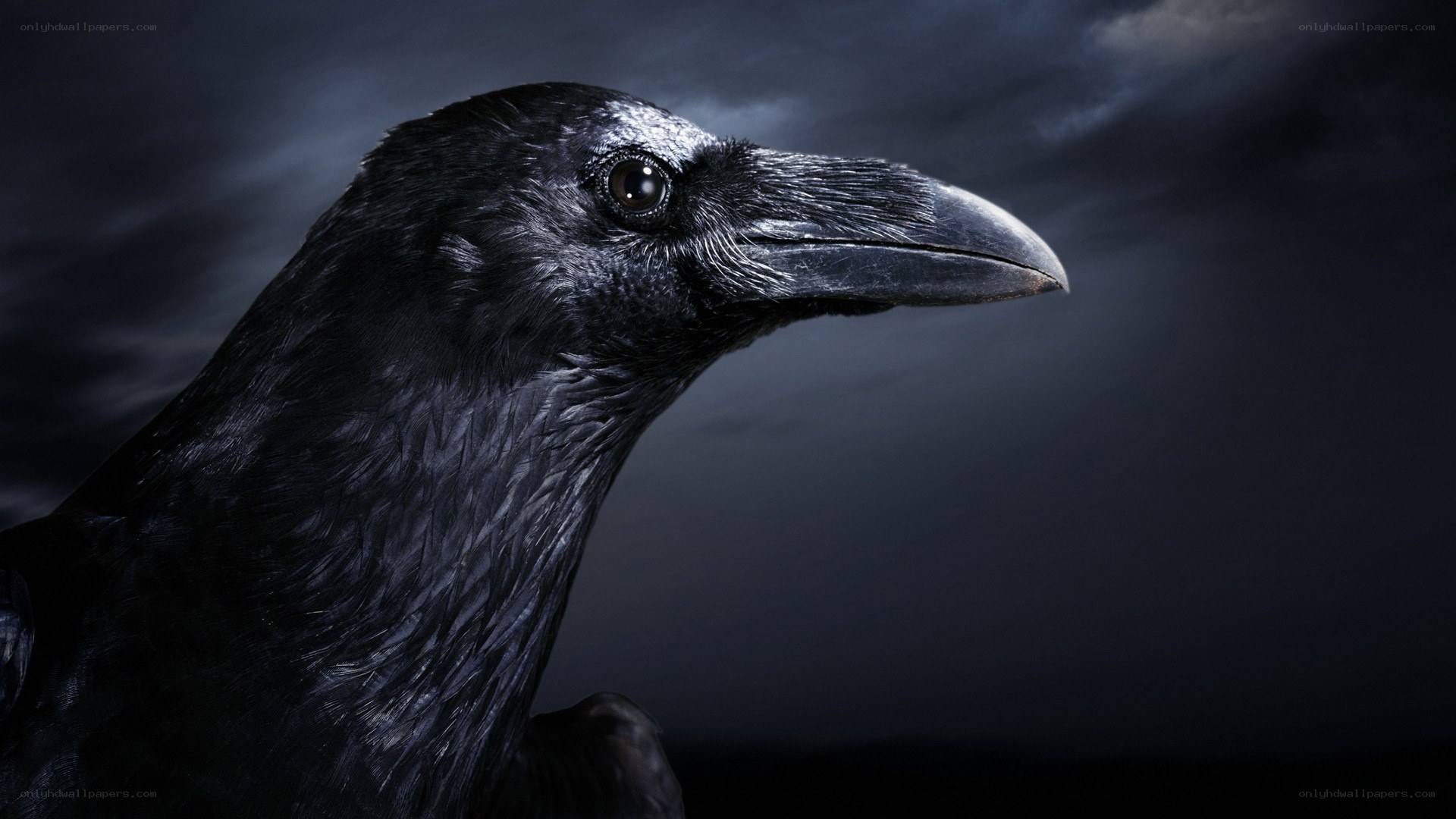 close-up of a black raven