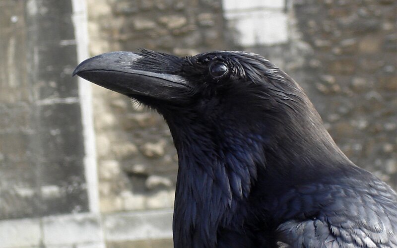 close-up of a black raven