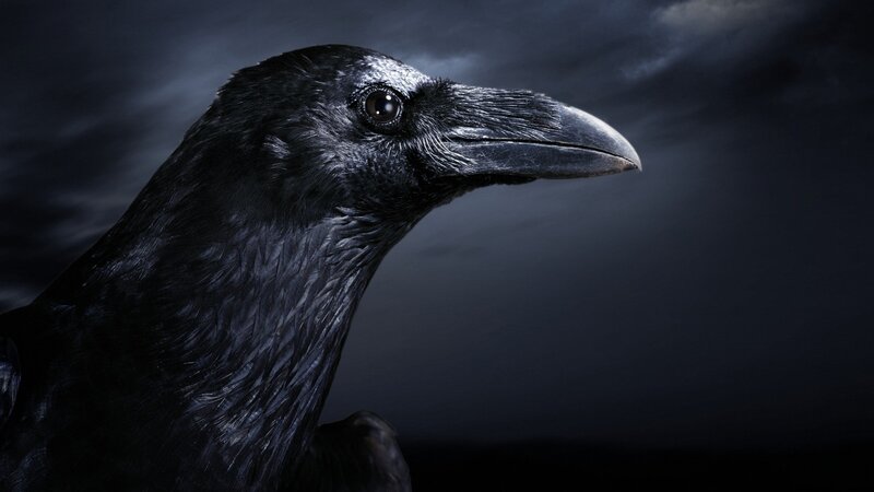 close-up of a black raven