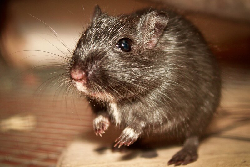 close-up of a black rodent