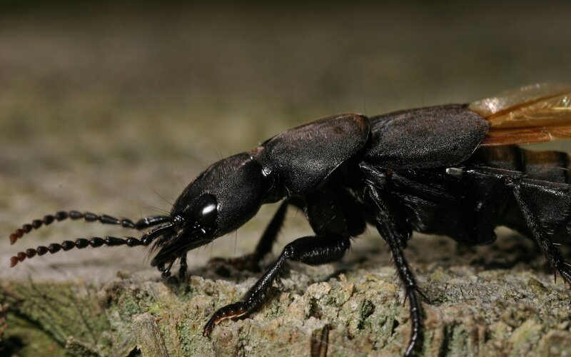 close-up of a black rove beetle