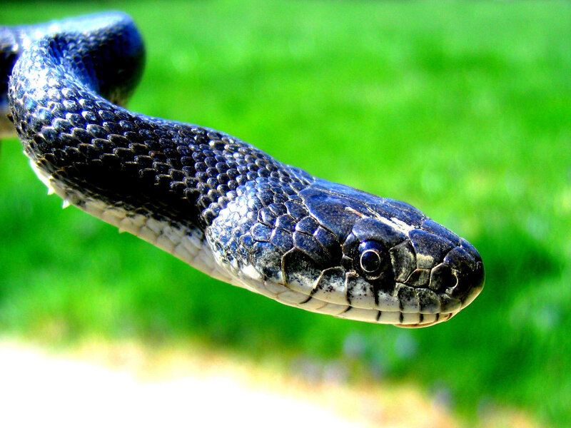close-up of a black snake