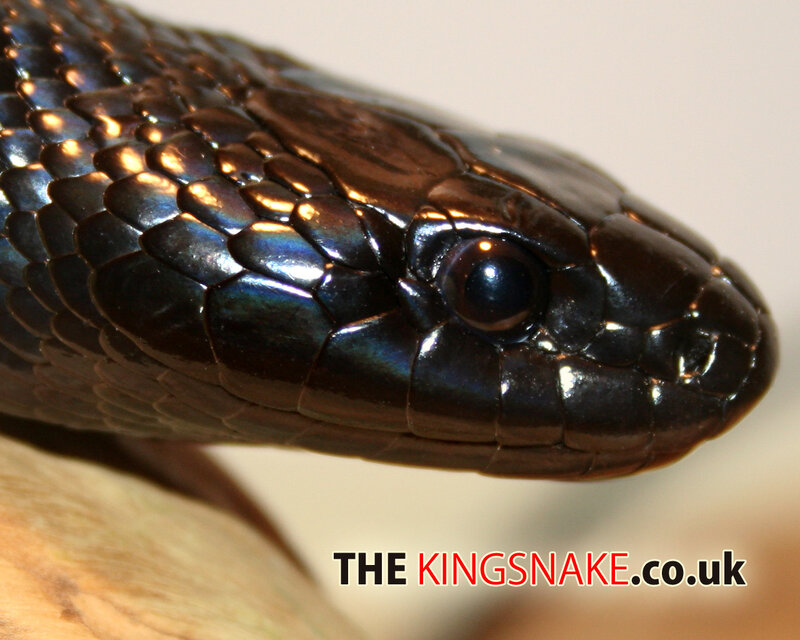 close-up of a black snake