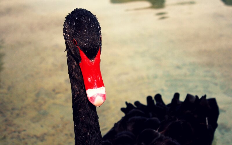 Close-up of a black swan