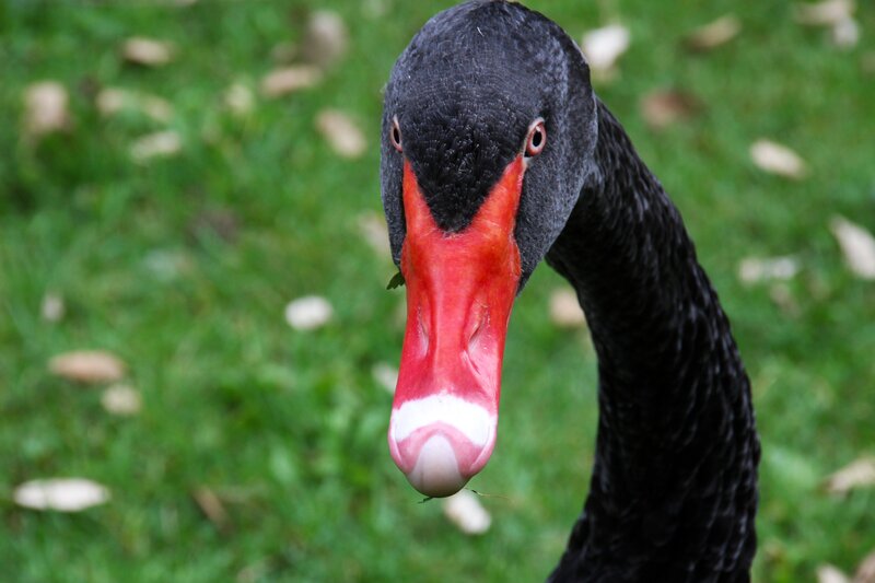 Close-up of a black swan