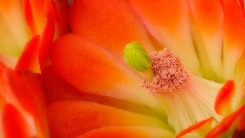Close-up of a blooming cactus flower