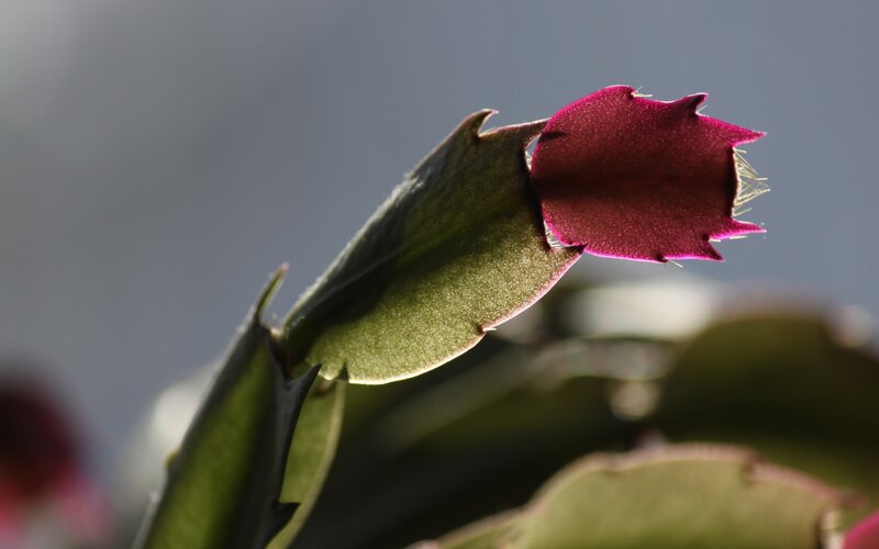 close-up of a blooming cactus