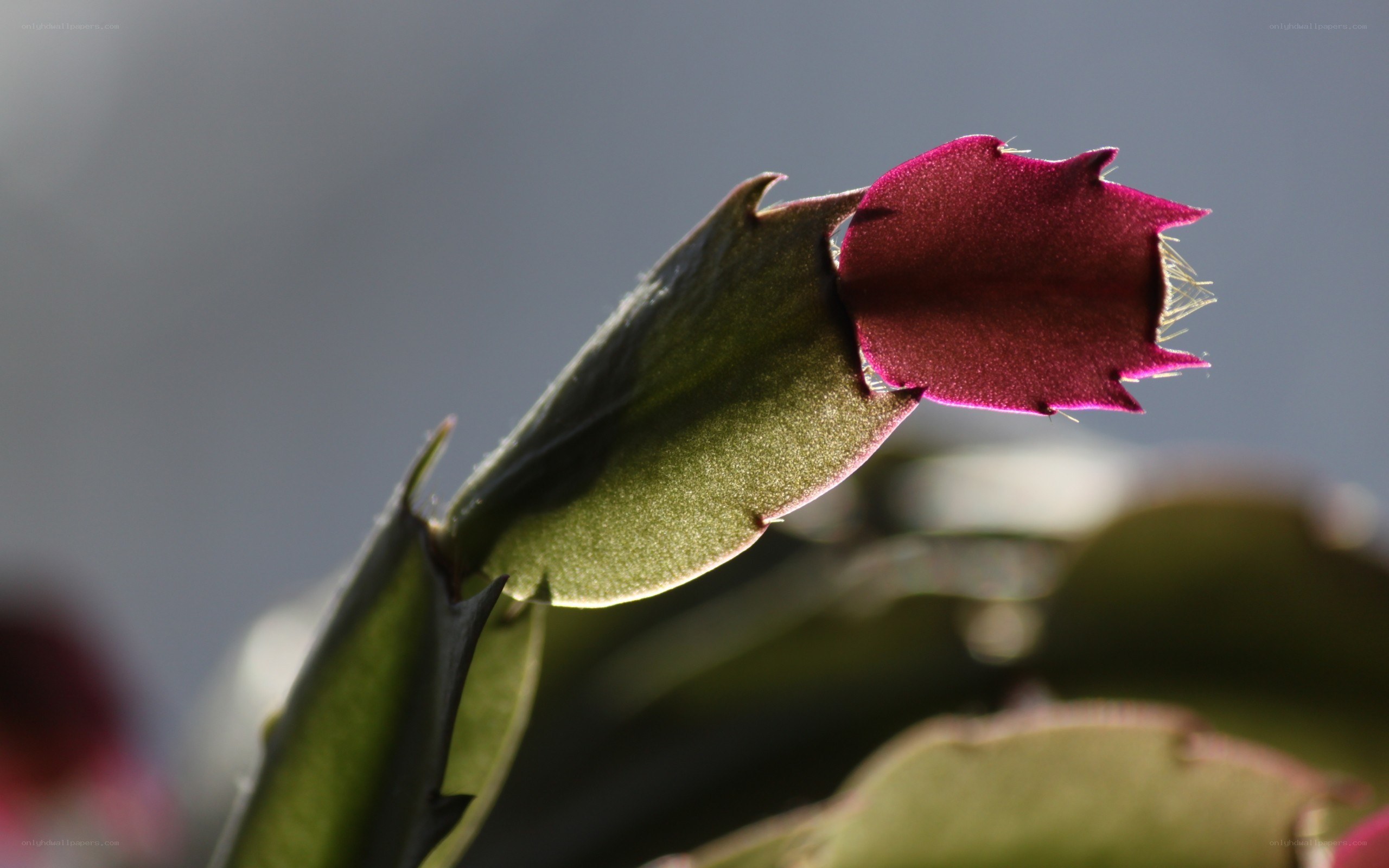 close-up of a blooming cactus