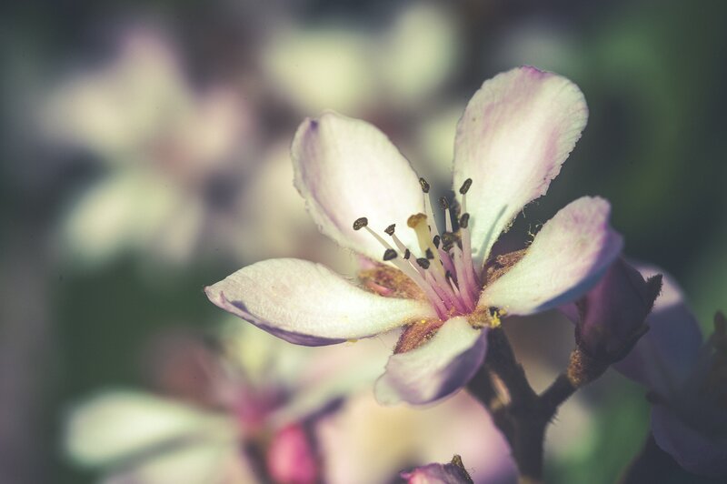 Close-up of a blooming flower