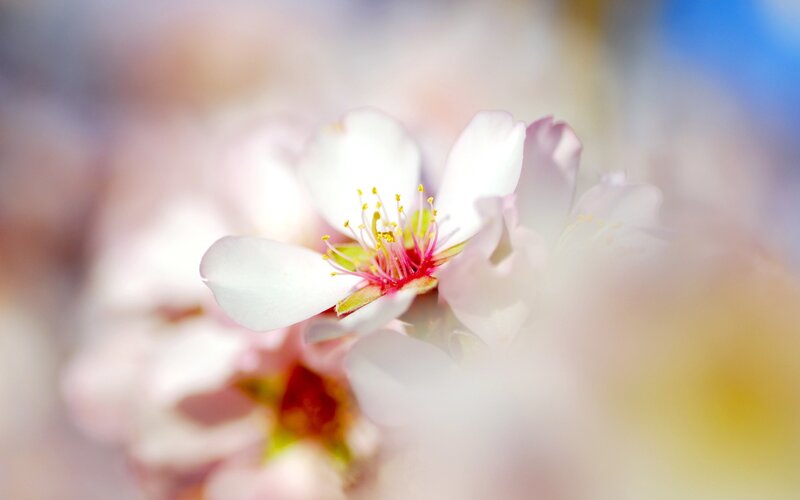 Close-up of a blooming flower