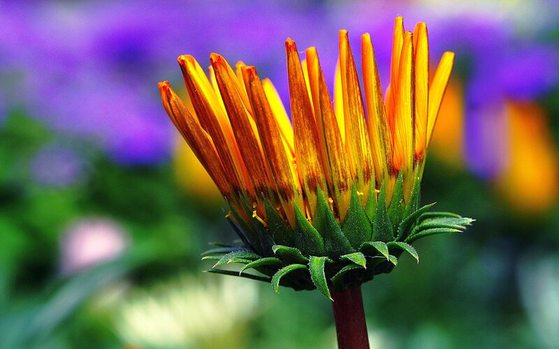 Close-up of a blooming flower
