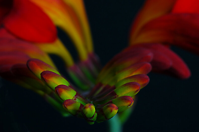 Close-up of a blooming flower