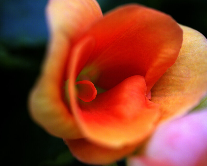 close-up of a blooming flower