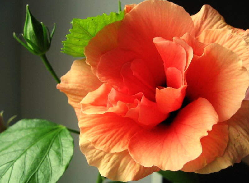 Close-up of a blooming hibiscus flower