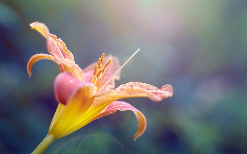 Close-up of a blooming lily