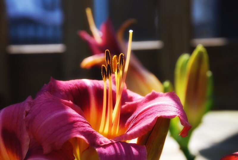 Close-up of a blooming lily