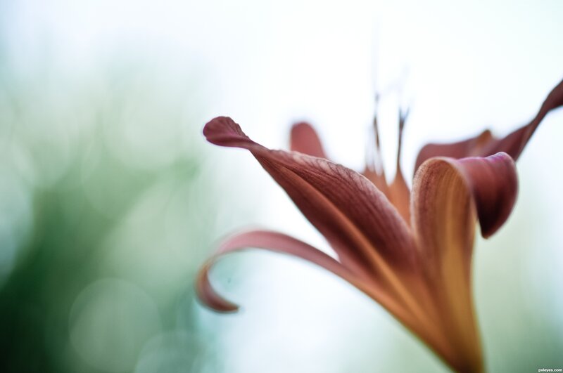 Close-up of a blooming lily