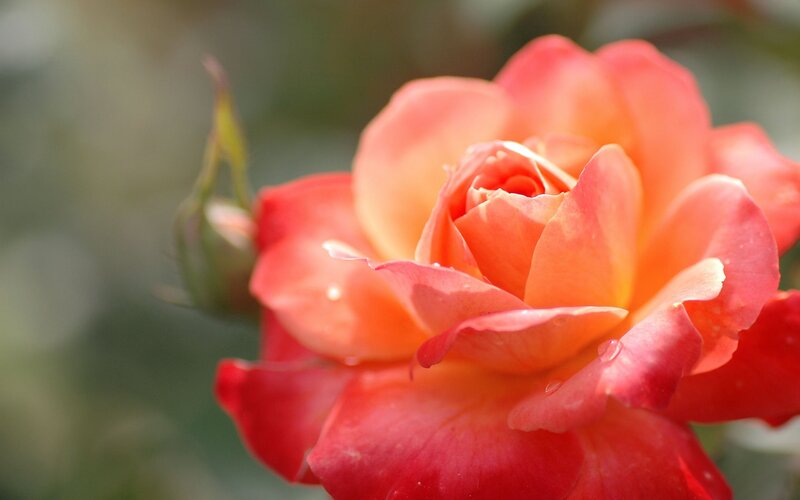Close-up of a blooming rose