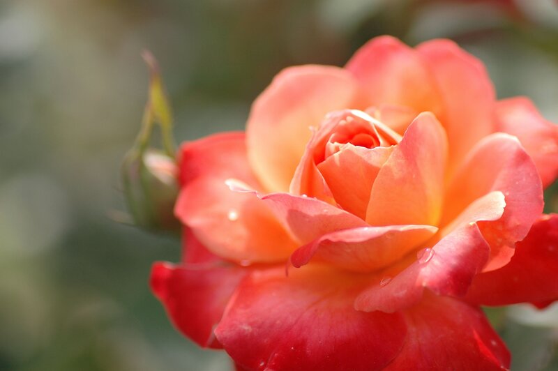 Close-up of a blooming rose