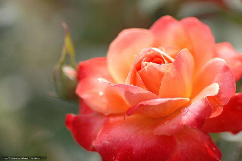 Close-up of a blooming rose