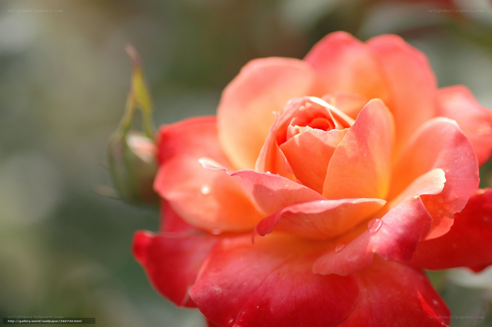 Close-up of a blooming rose