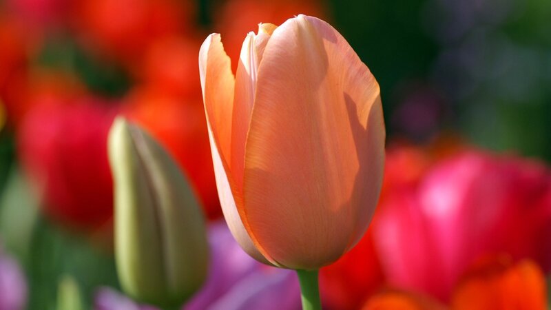 Close-up of a blooming tulip