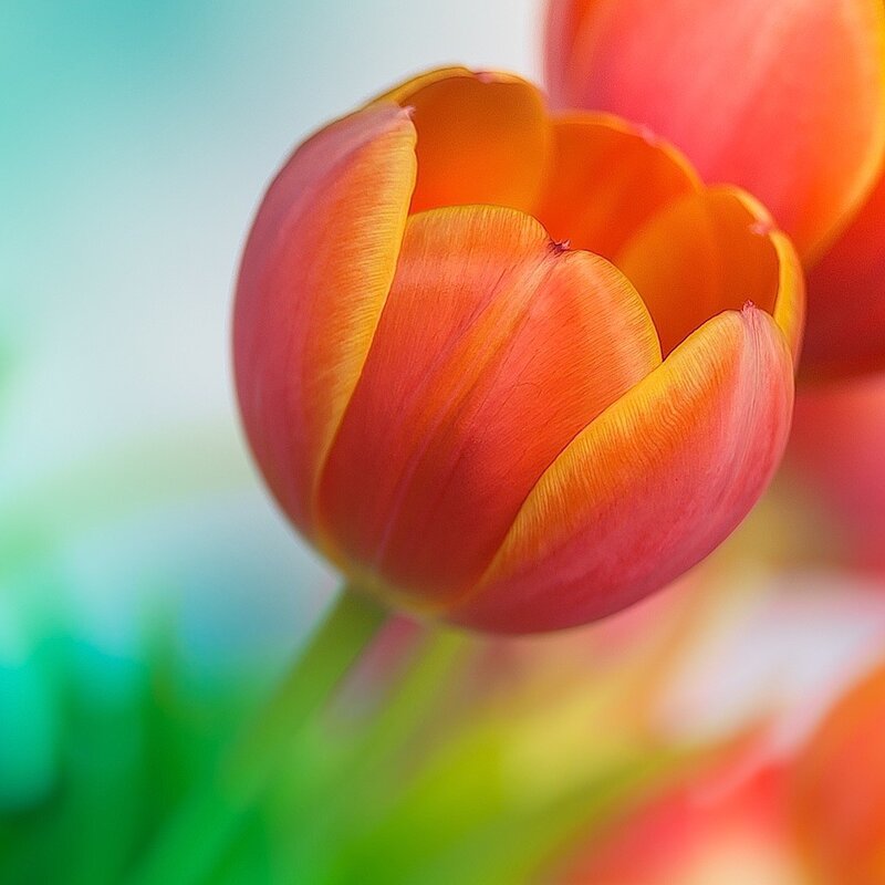 Close-up of a blooming tulip