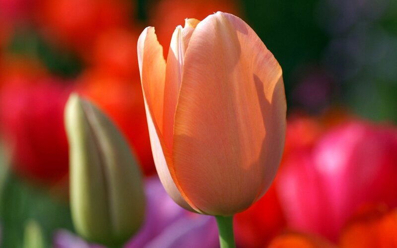 Close-up of a blooming tulip